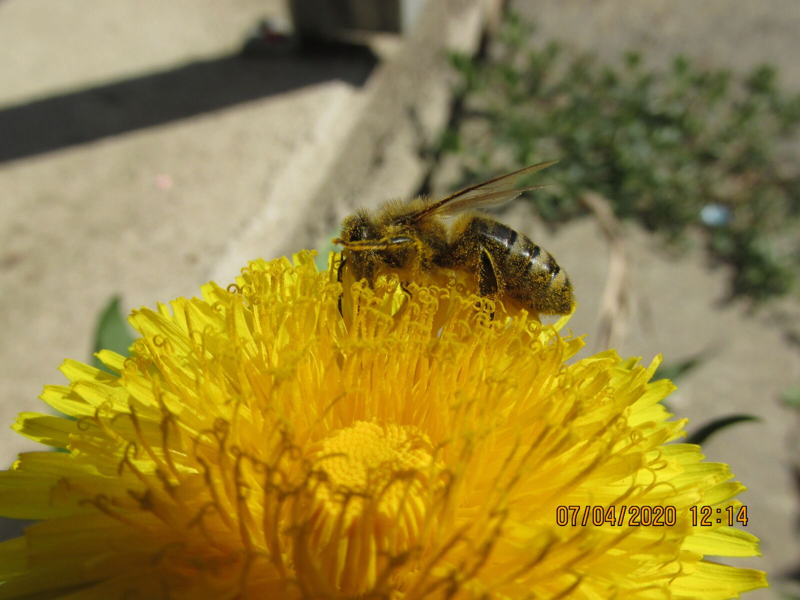 Canon PowerShot SX170 IS sample photo. Flourished, bee, flower photography