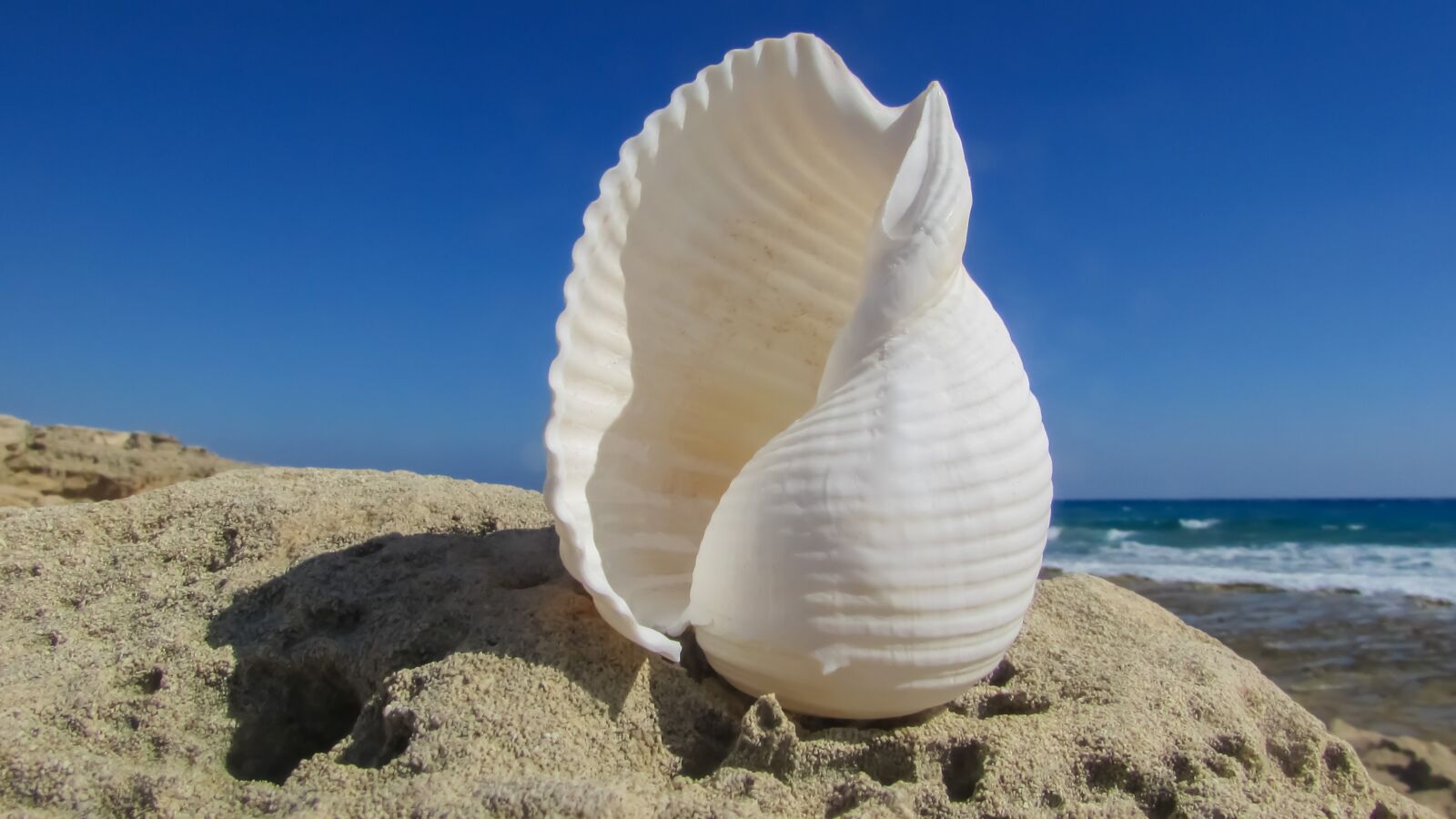 Canon PowerShot SX400 IS sample photo. Shell, beach, sea photography