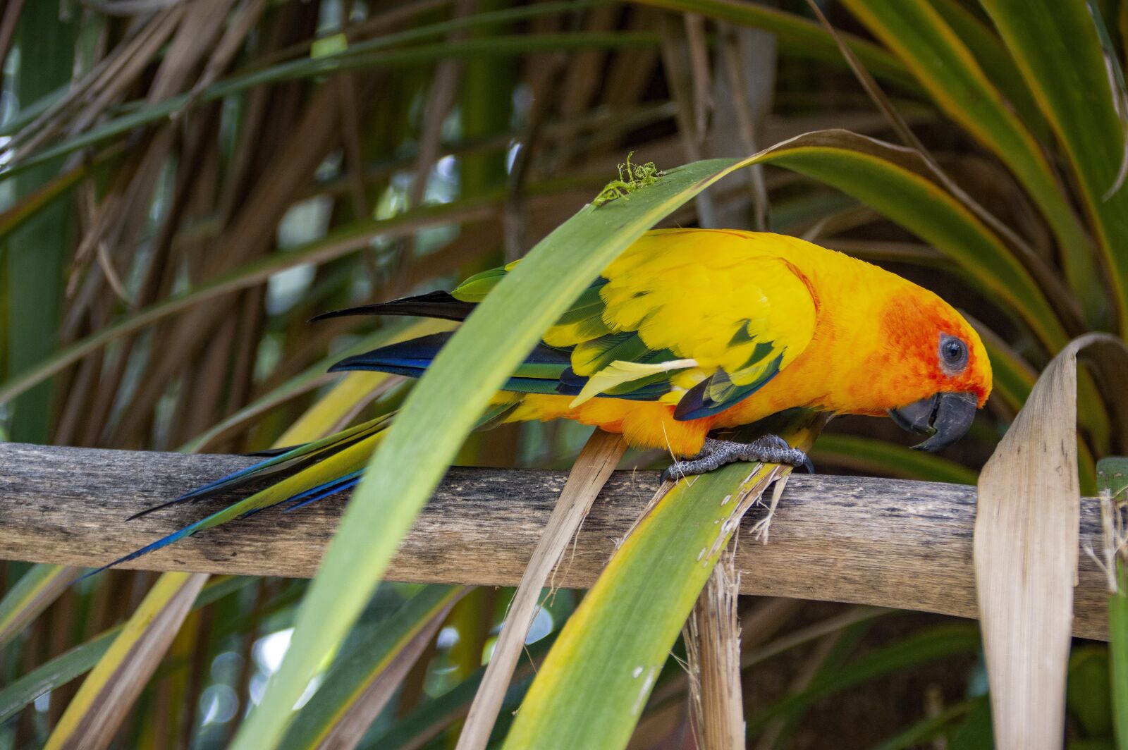 Nikon D3200 sample photo. Conure, bird, parrot photography