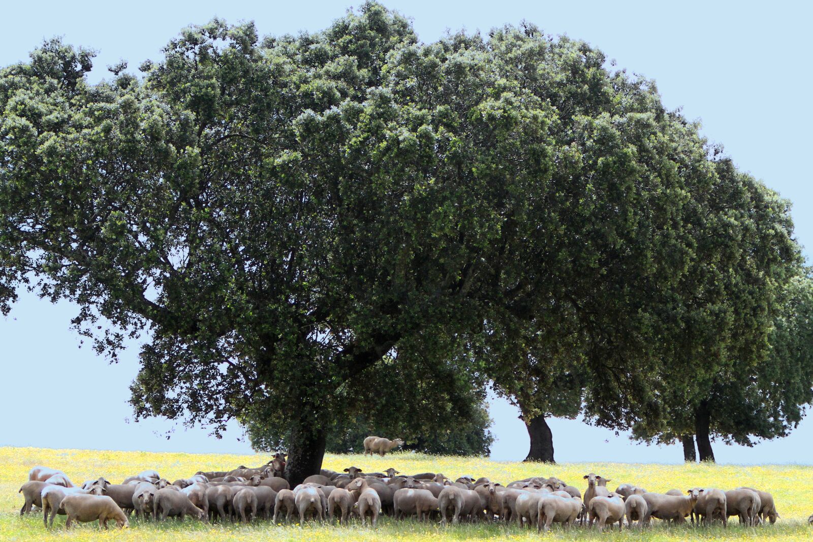 Canon EF 70-200mm F2.8L IS USM sample photo. Extremadura spain, encina, sheep photography
