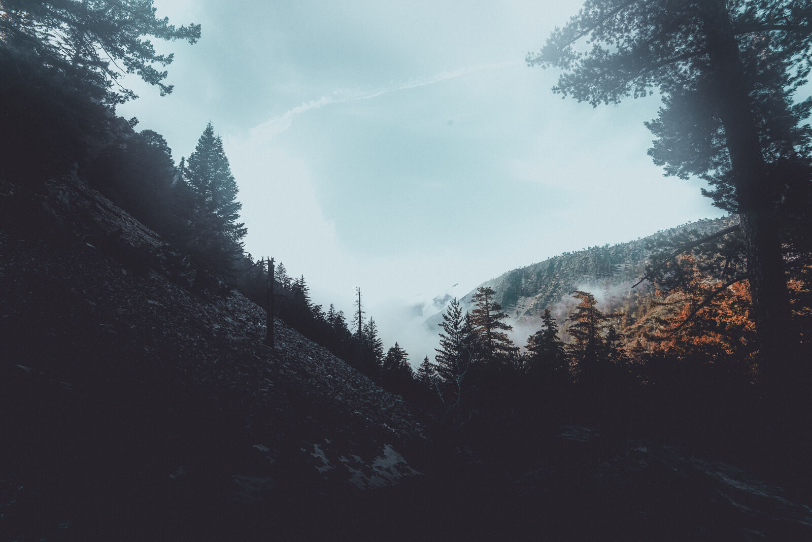 Nikon D610 sample photo. Conifer, conifers, fir, trees photography