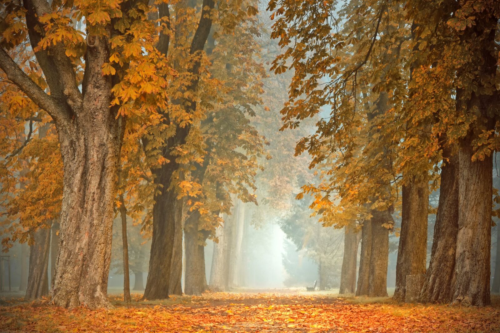 Nikon D5600 sample photo. Avenue, away, trees photography