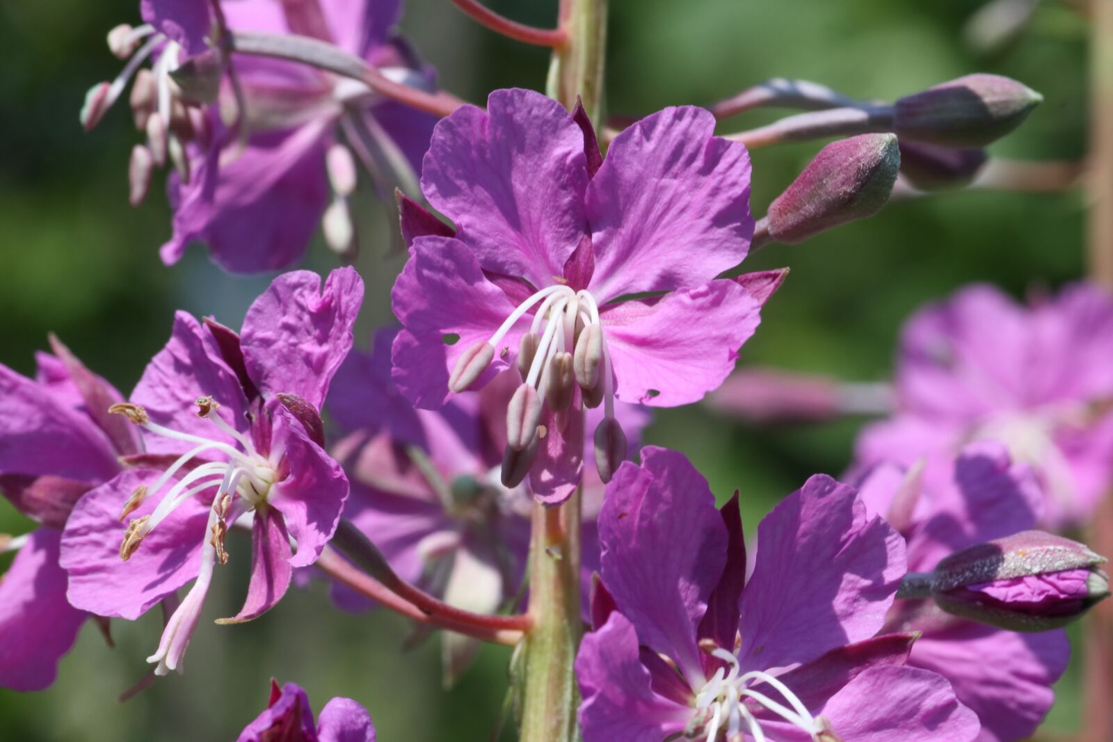 Tamron SP 90mm F2.8 Di VC USD 1:1 Macro sample photo. Fireweed, ivan-tea, meadow photography