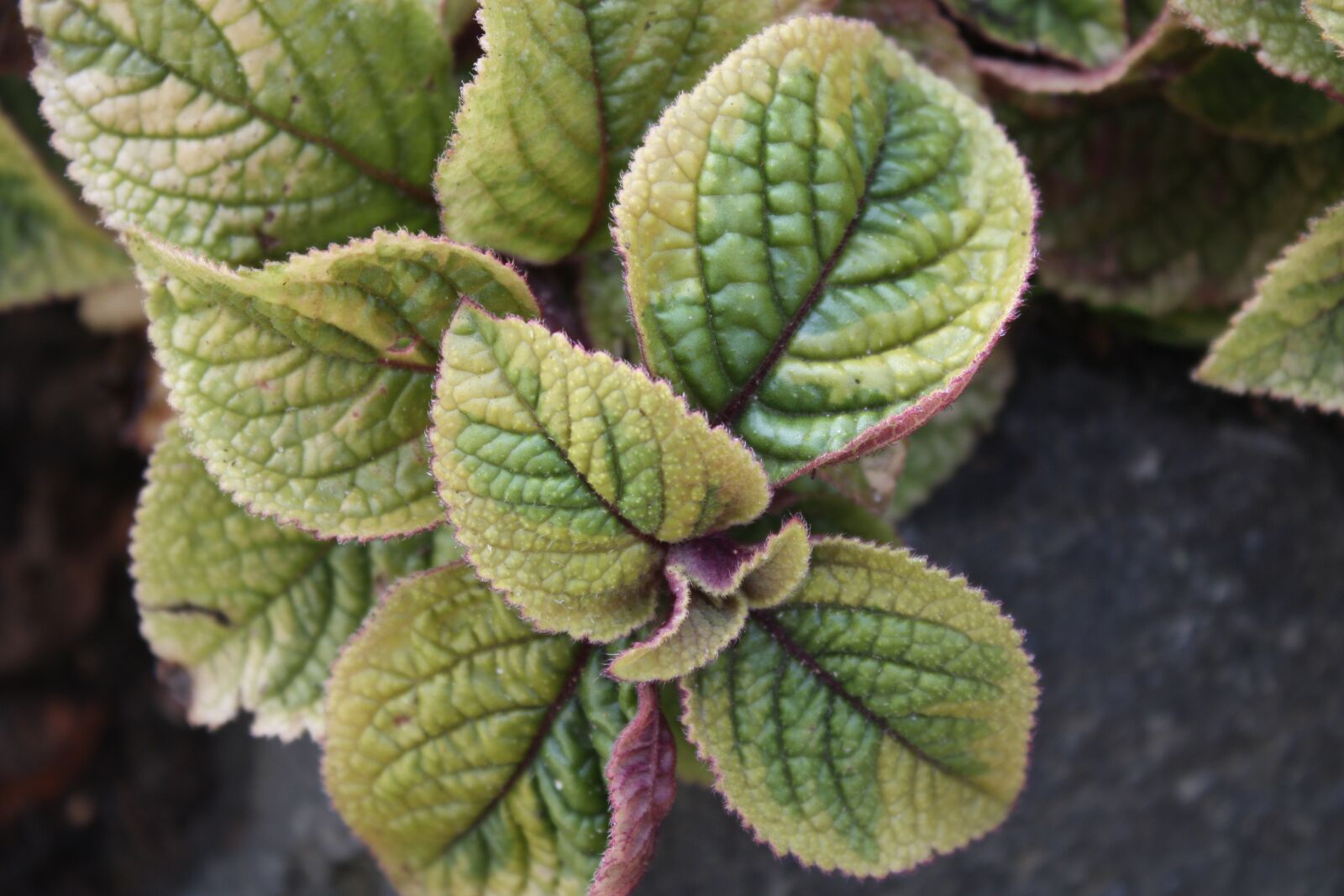 Canon EOS 450D (EOS Rebel XSi / EOS Kiss X2) sample photo. Sage, close up, leaf photography