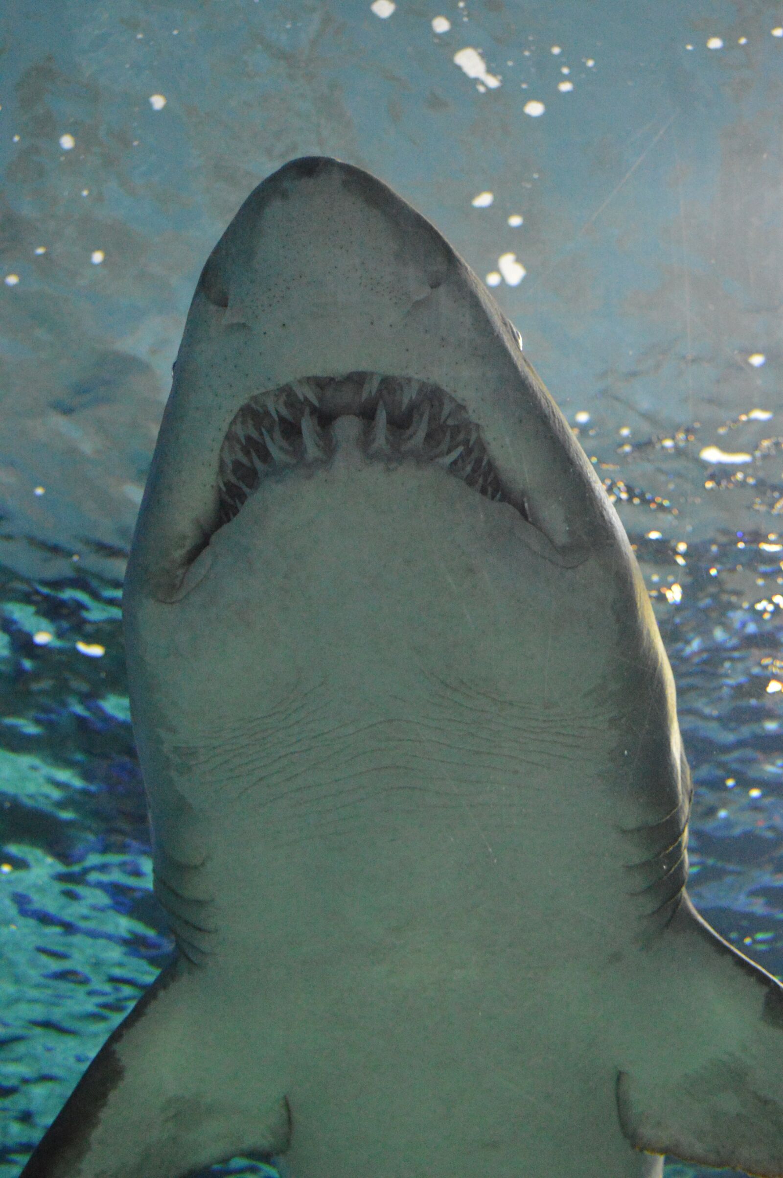 Nikon D3200 sample photo. Shark, teeth, swimming photography