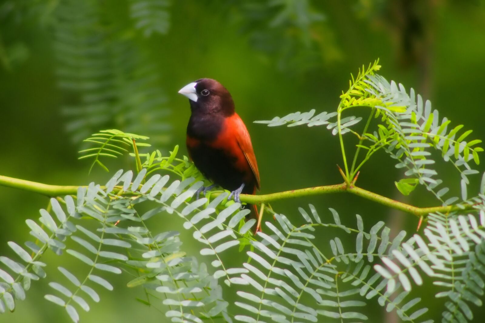 Tokina SD 400mm f/5.6 sample photo. Bird, wild, wildlife photography