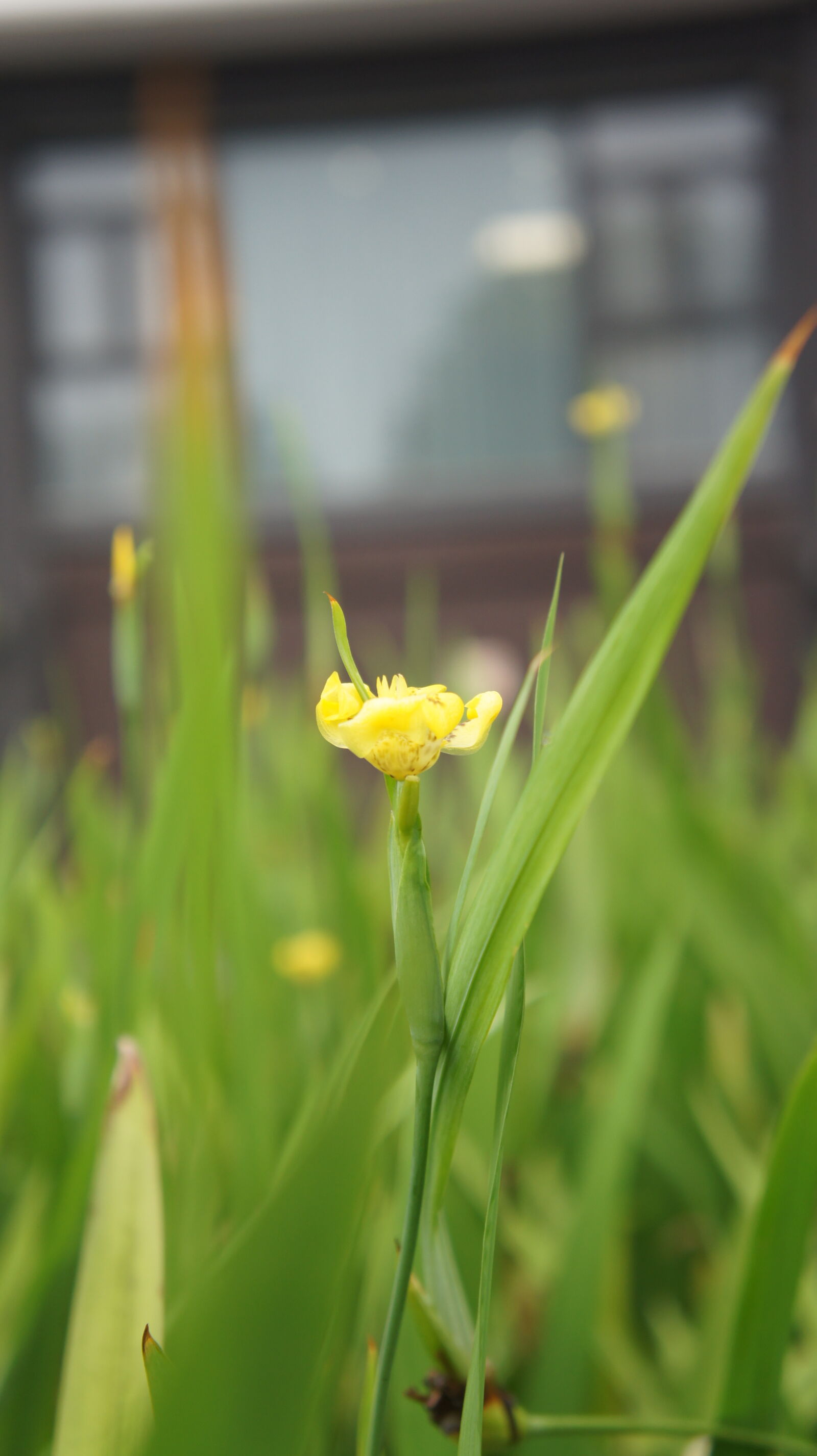 Sony E 18-55mm F3.5-5.6 OSS sample photo. From viet nam with photography