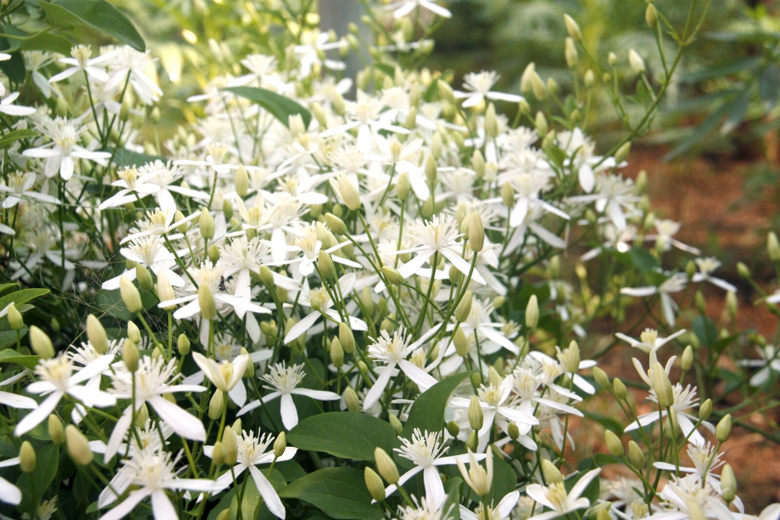 Canon EOS 450D (EOS Rebel XSi / EOS Kiss X2) sample photo. California fawn lily, kerala photography