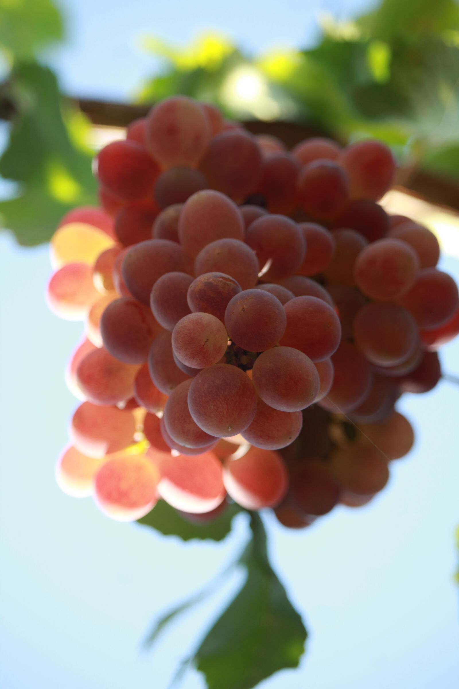Canon EOS 1200D (EOS Rebel T5 / EOS Kiss X70 / EOS Hi) sample photo. Wine, a bunch of photography