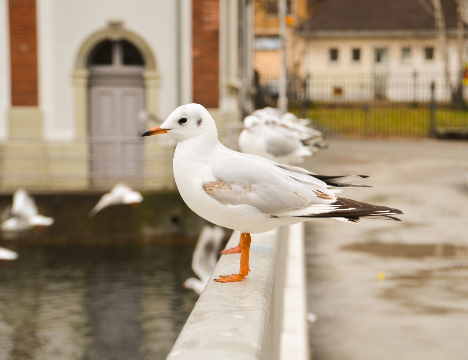 Nikon D7000 sample photo. Seagull, seagulls char, bird photography