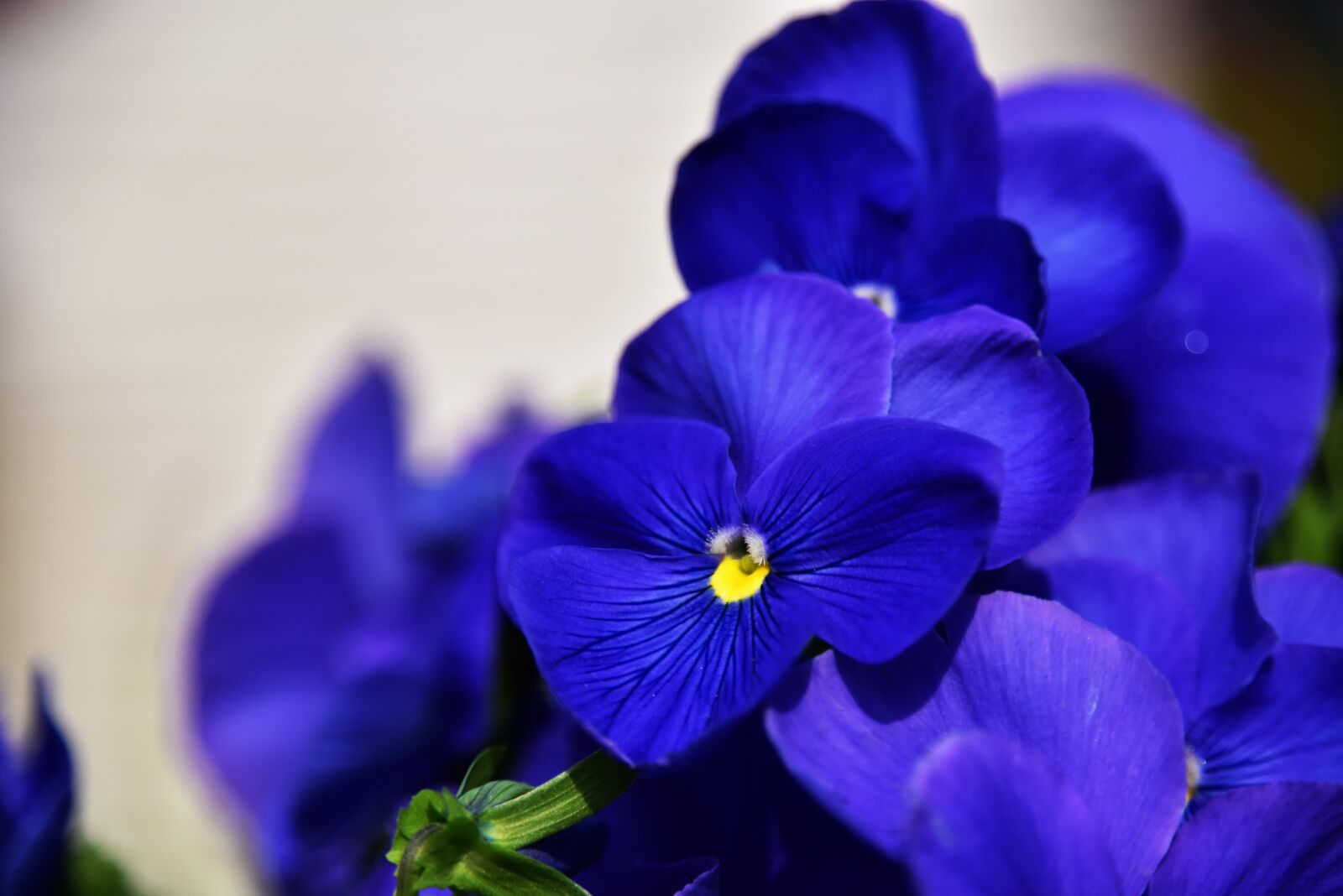 Nikon D810 sample photo. Flowers and plants, flower photography