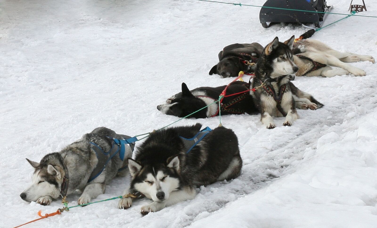 Canon EOS 5D sample photo. Dog, laika, husky photography
