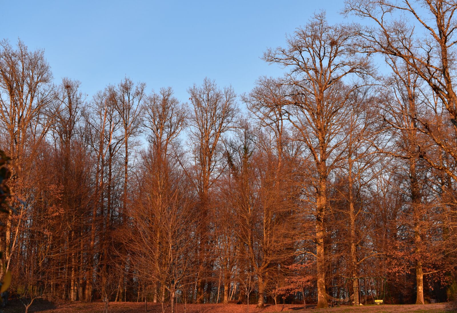 Nikon D5600 sample photo. Tree, winter, clarity photography