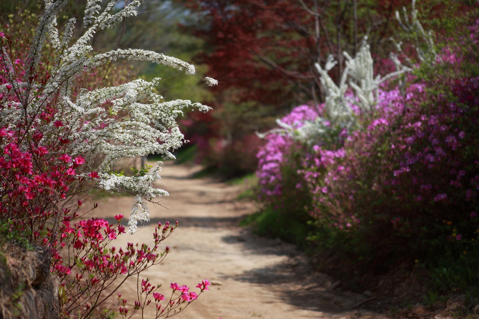 Canon EOS 5D Mark II sample photo. Spring, spring landscape, korea photography