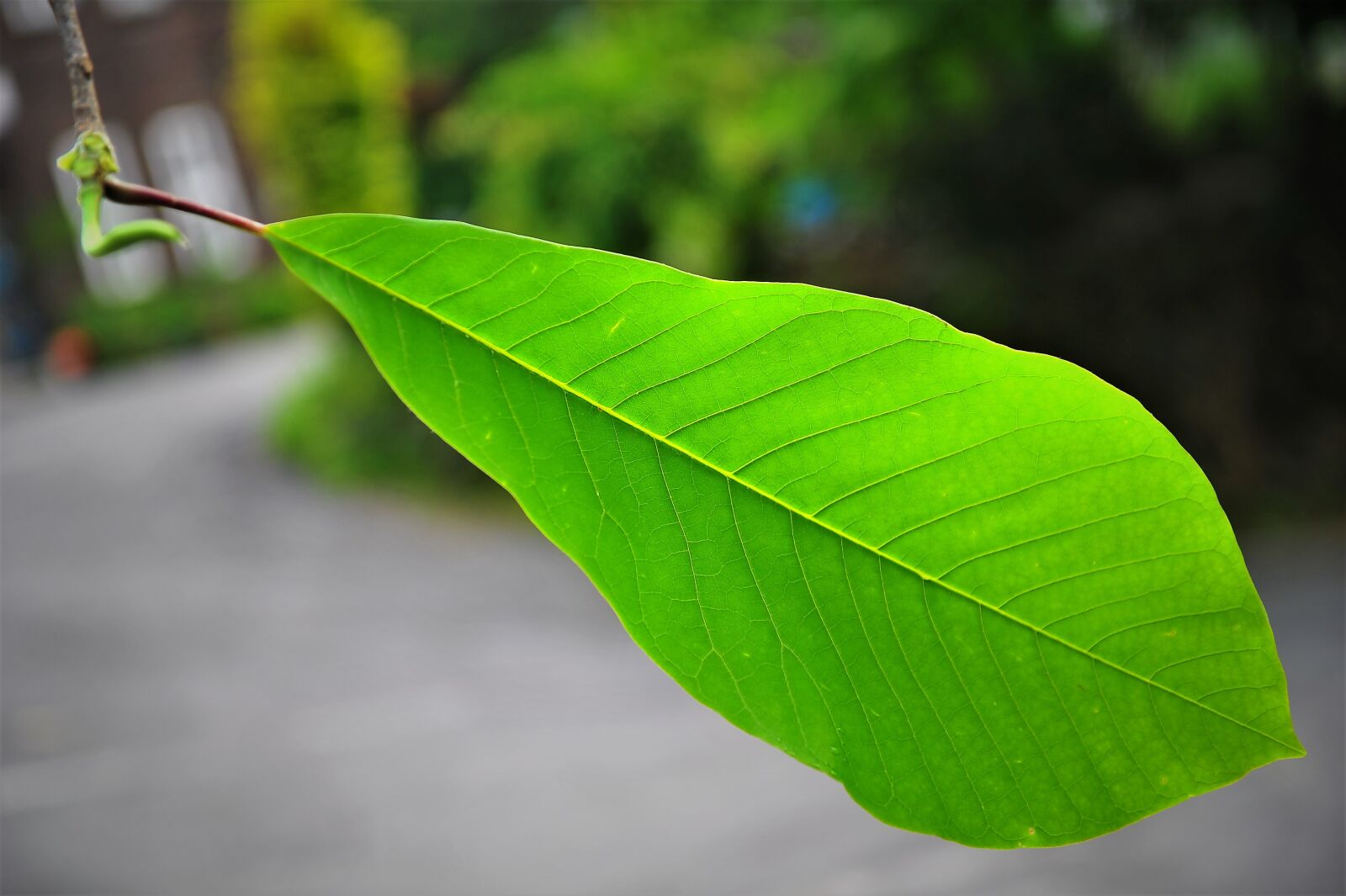 Nikon D3S sample photo. The leaves, green, design photography