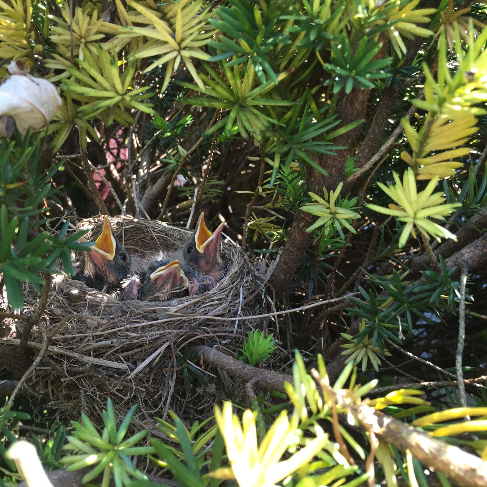 iPhone 6 Plus back camera 4.15mm f/2.2 sample photo. Bird, robin, nest photography