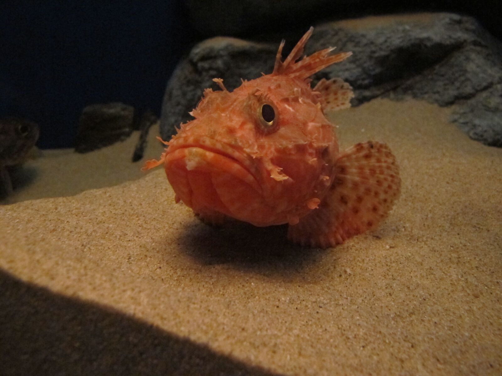 Canon PowerShot G12 sample photo. The general, aquarium, fish photography