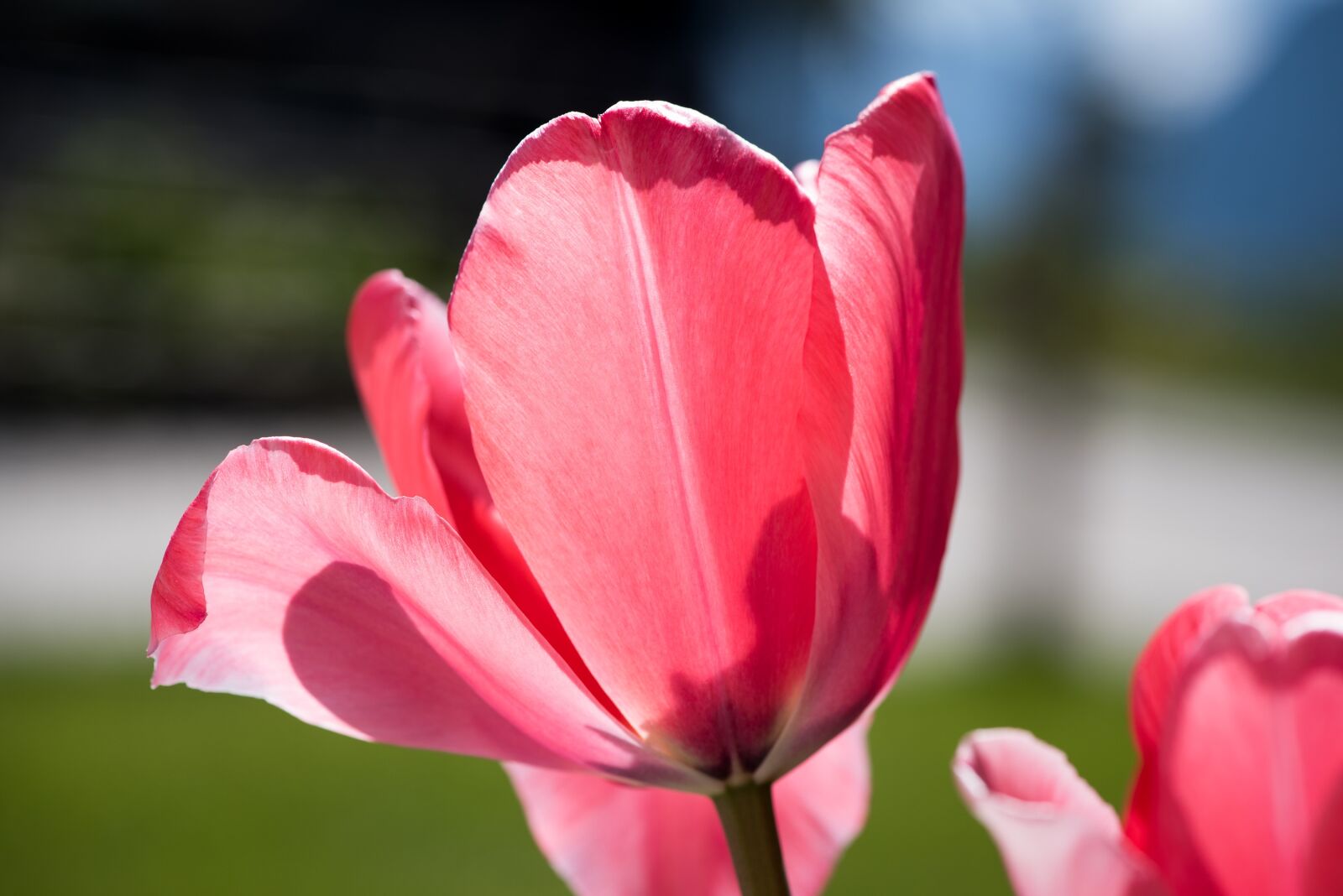 Nikon D750 sample photo. Tulip, flower, blossom photography