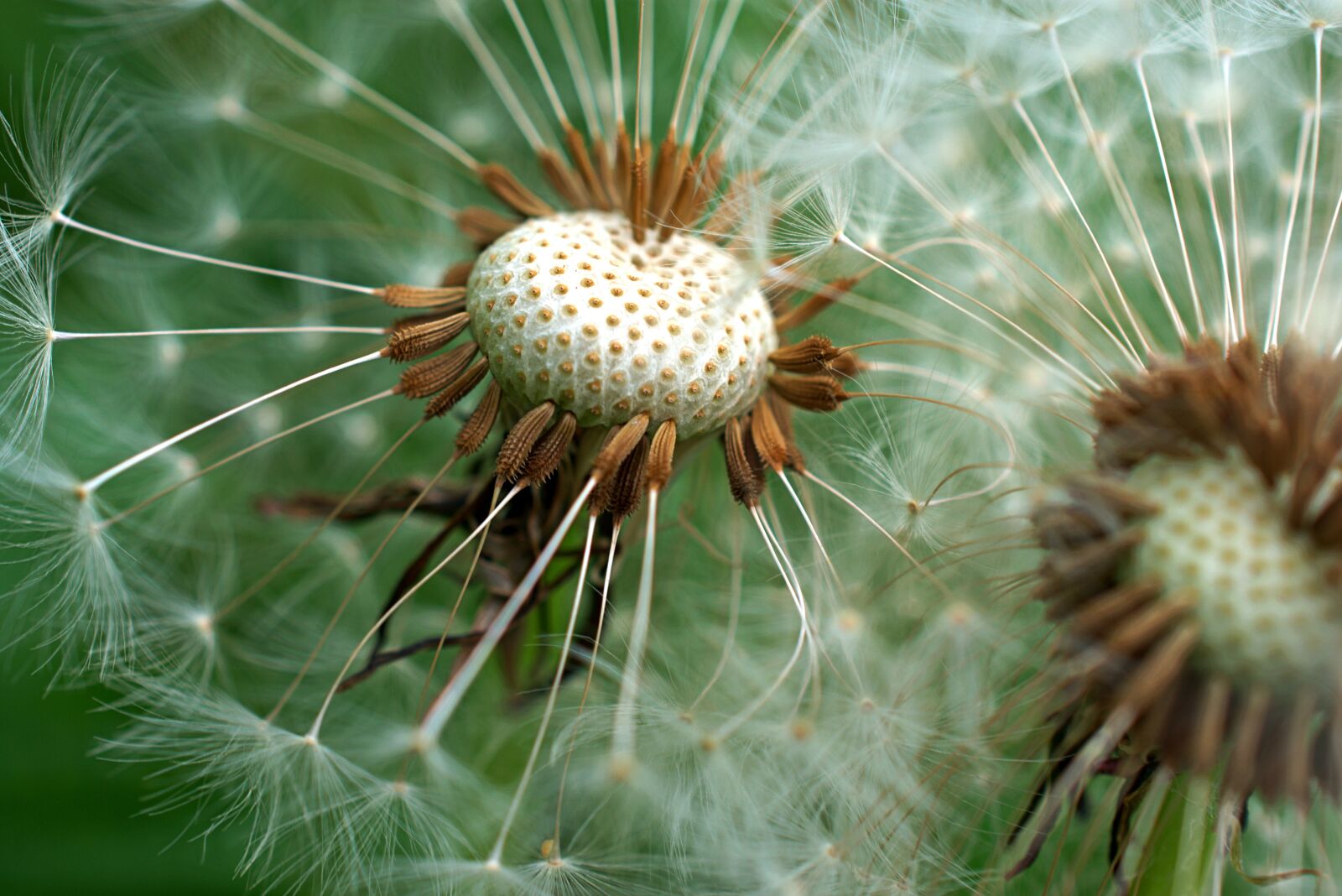 Nikon D3400 sample photo. Dandelion, close up, spring photography