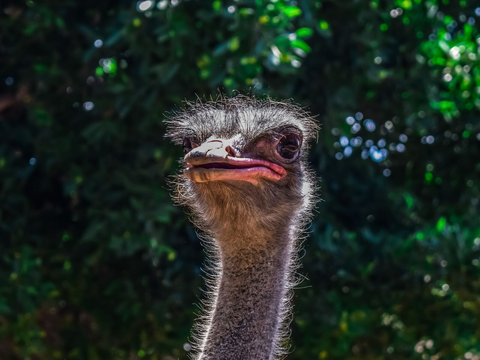 Nikon D3300 sample photo. Ostrich, animal, bird photography