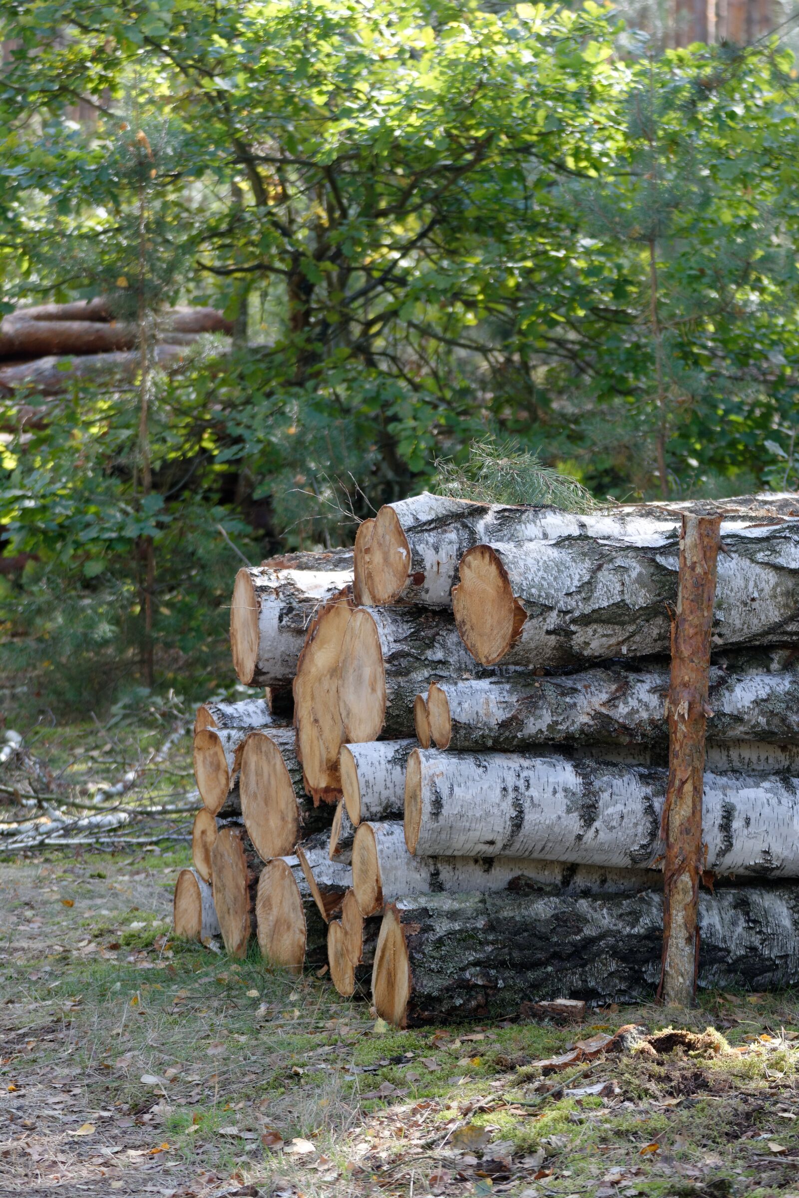 Nikon D5200 sample photo. Wood, bale, felling photography