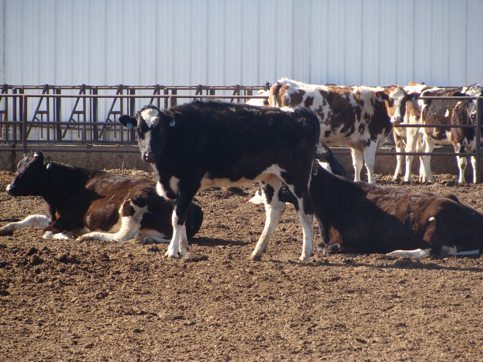 Sony DSC-H3 sample photo. Dairy, cows, livestock photography