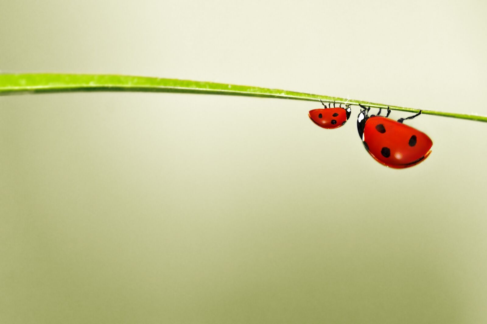 Canon EOS 550D (EOS Rebel T2i / EOS Kiss X4) sample photo. Ladybug, red, green photography