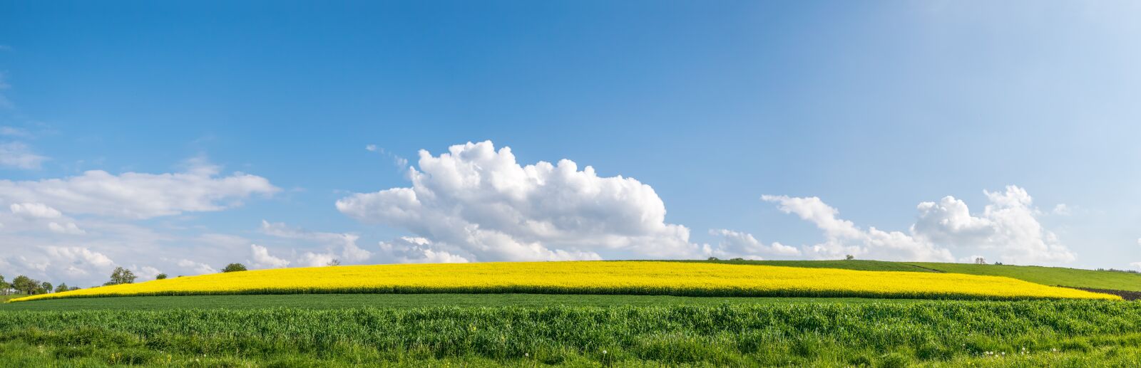 Nikon D5300 sample photo. Summer, serene, field of photography