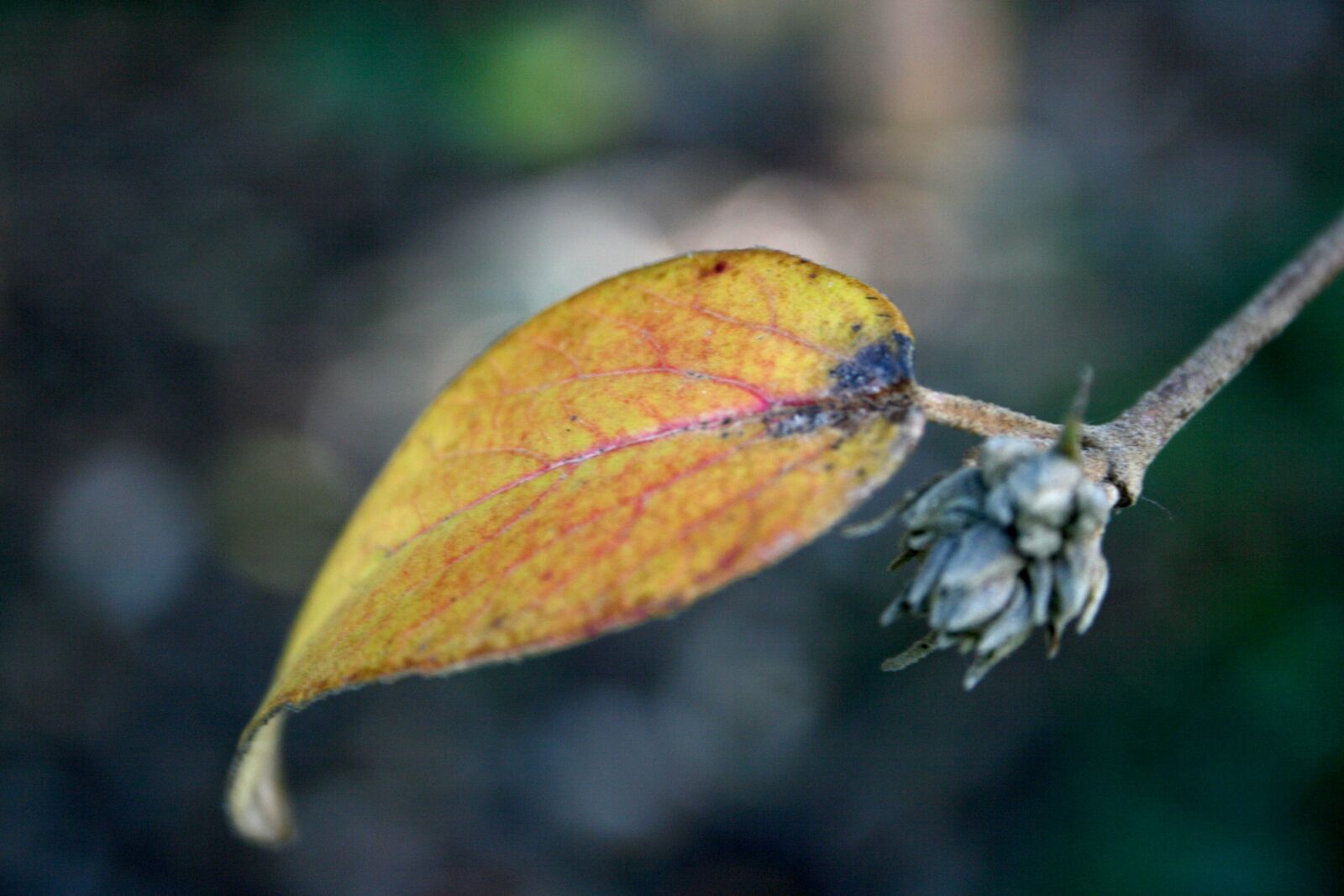 Canon EOS 400D (EOS Digital Rebel XTi / EOS Kiss Digital X) sample photo. Leaves, autumn, nature photography