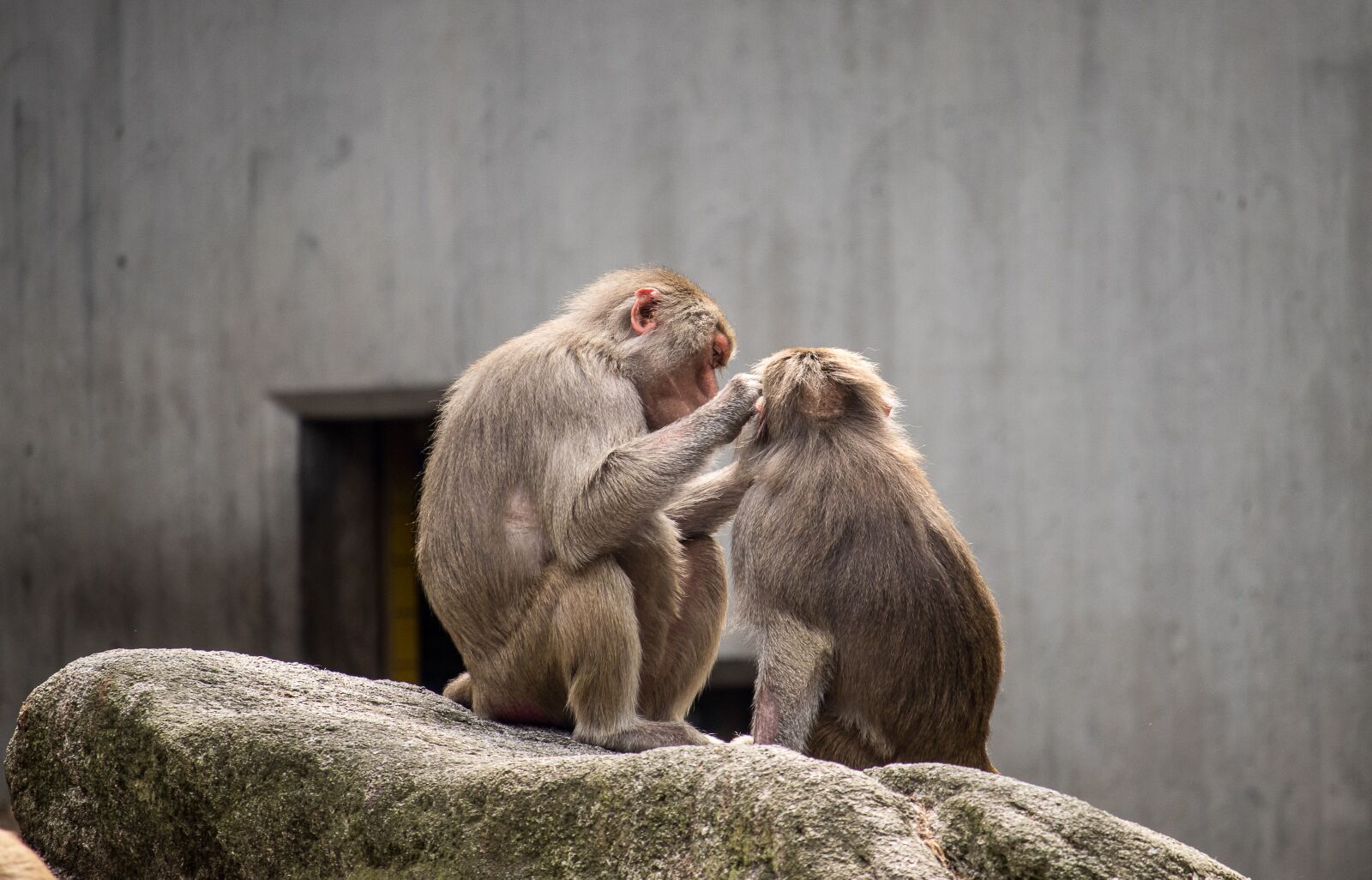 Canon EF-S 55-250mm F4-5.6 IS STM sample photo. Ape, mammal, animal photography