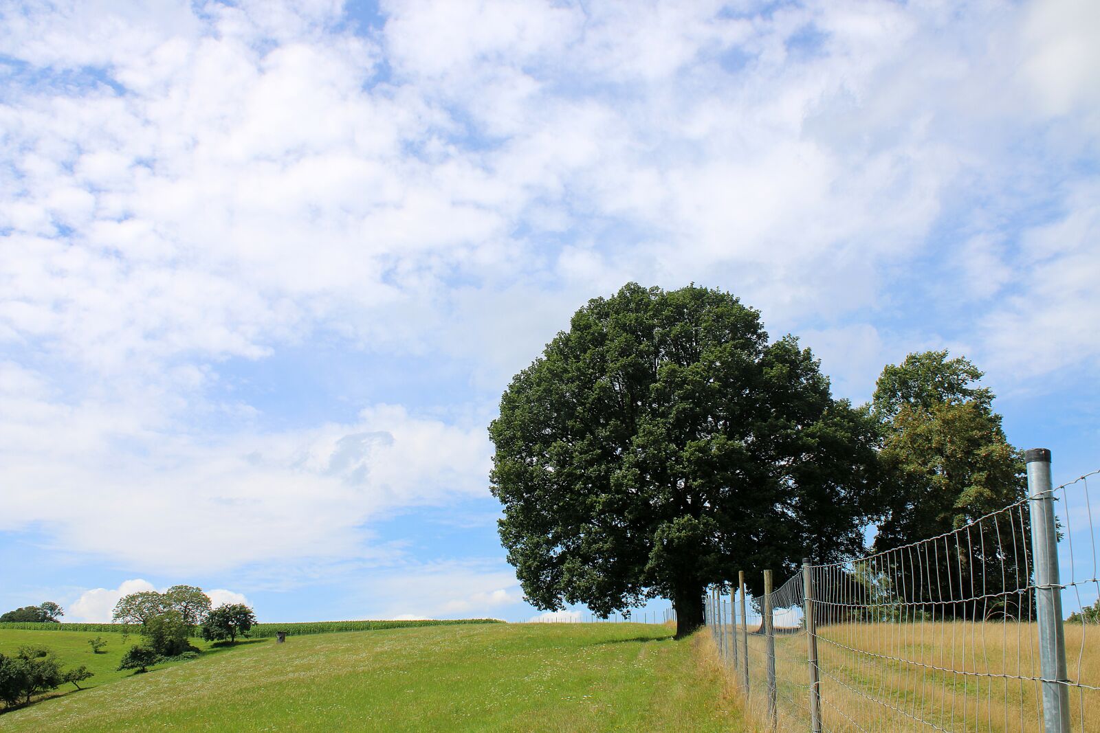 Canon EF-S 18-55mm F3.5-5.6 IS sample photo. Landscape, tree, field photography