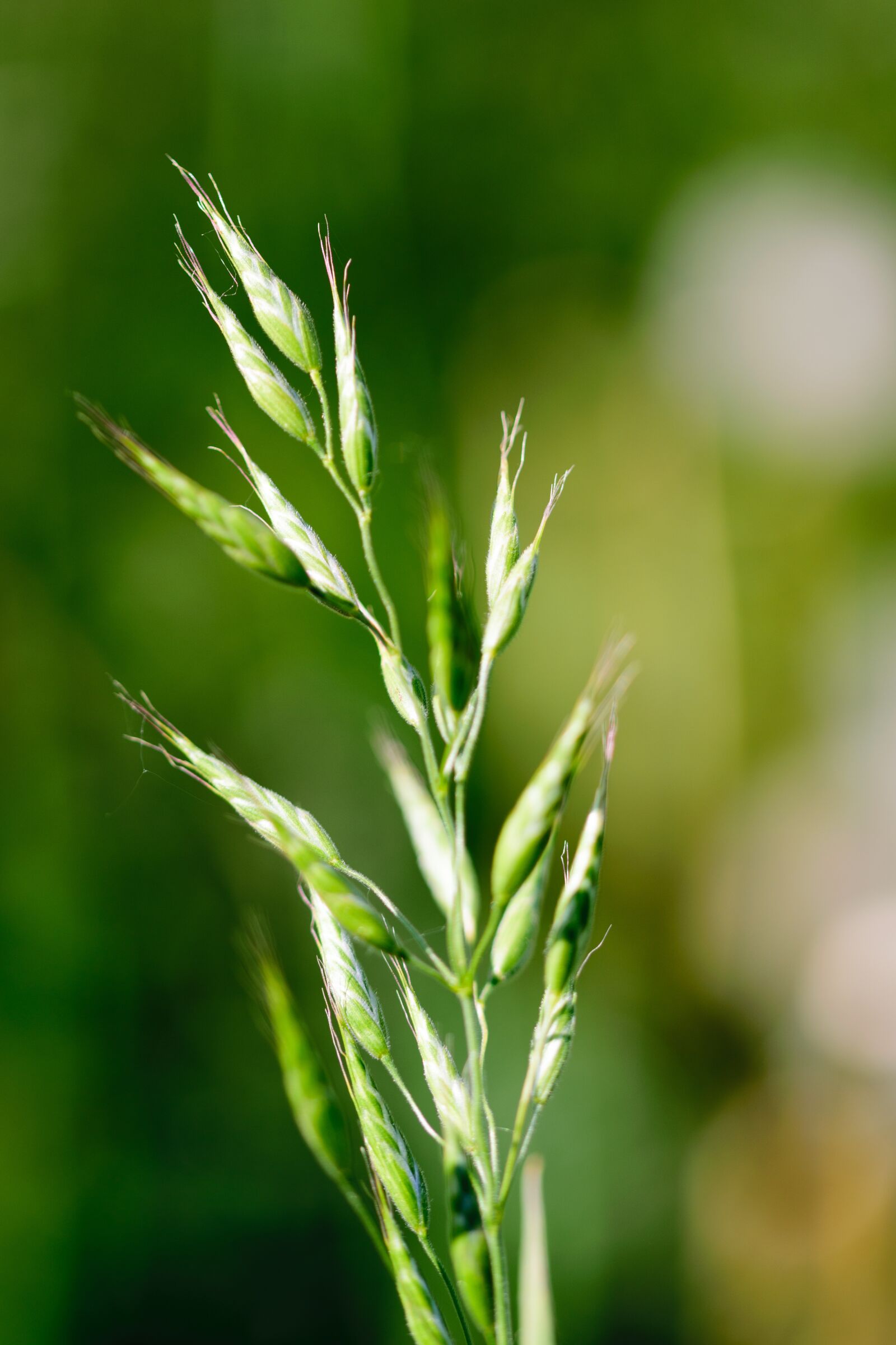 Nikon D5300 sample photo. Flower, nature, green photography