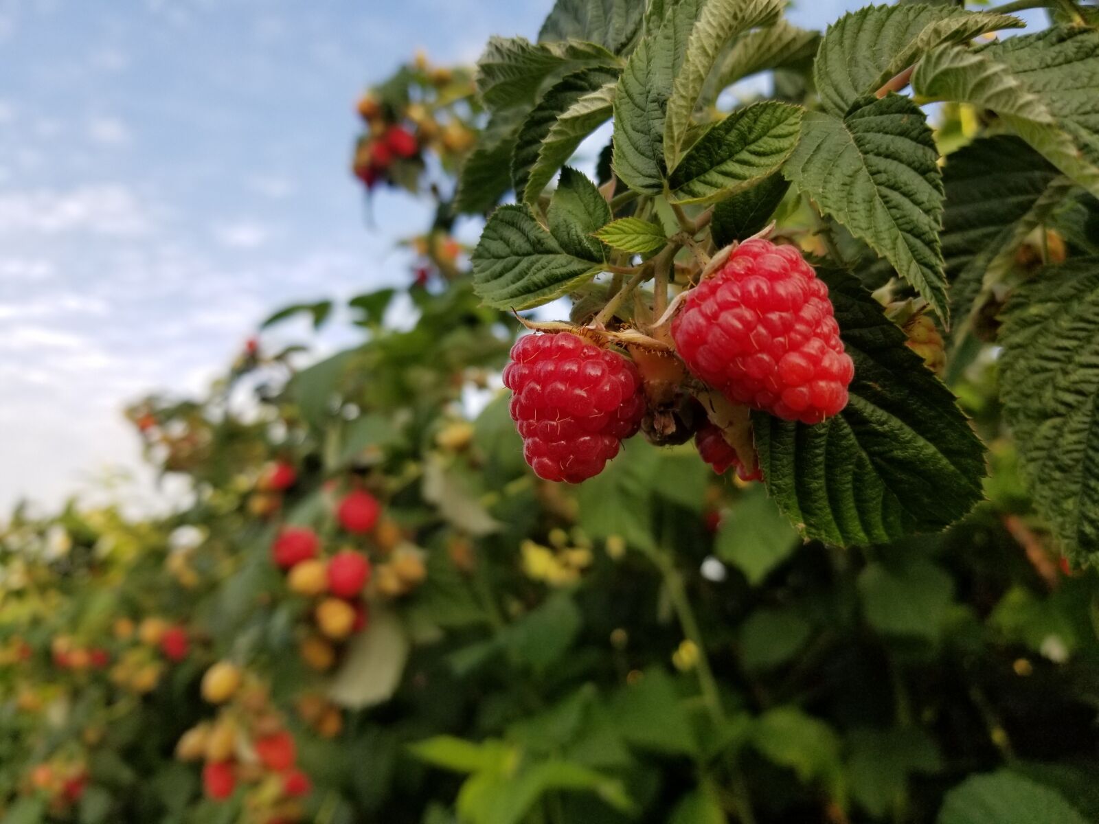 Samsung Galaxy S8 sample photo. Raspberries, ripe, fruits photography