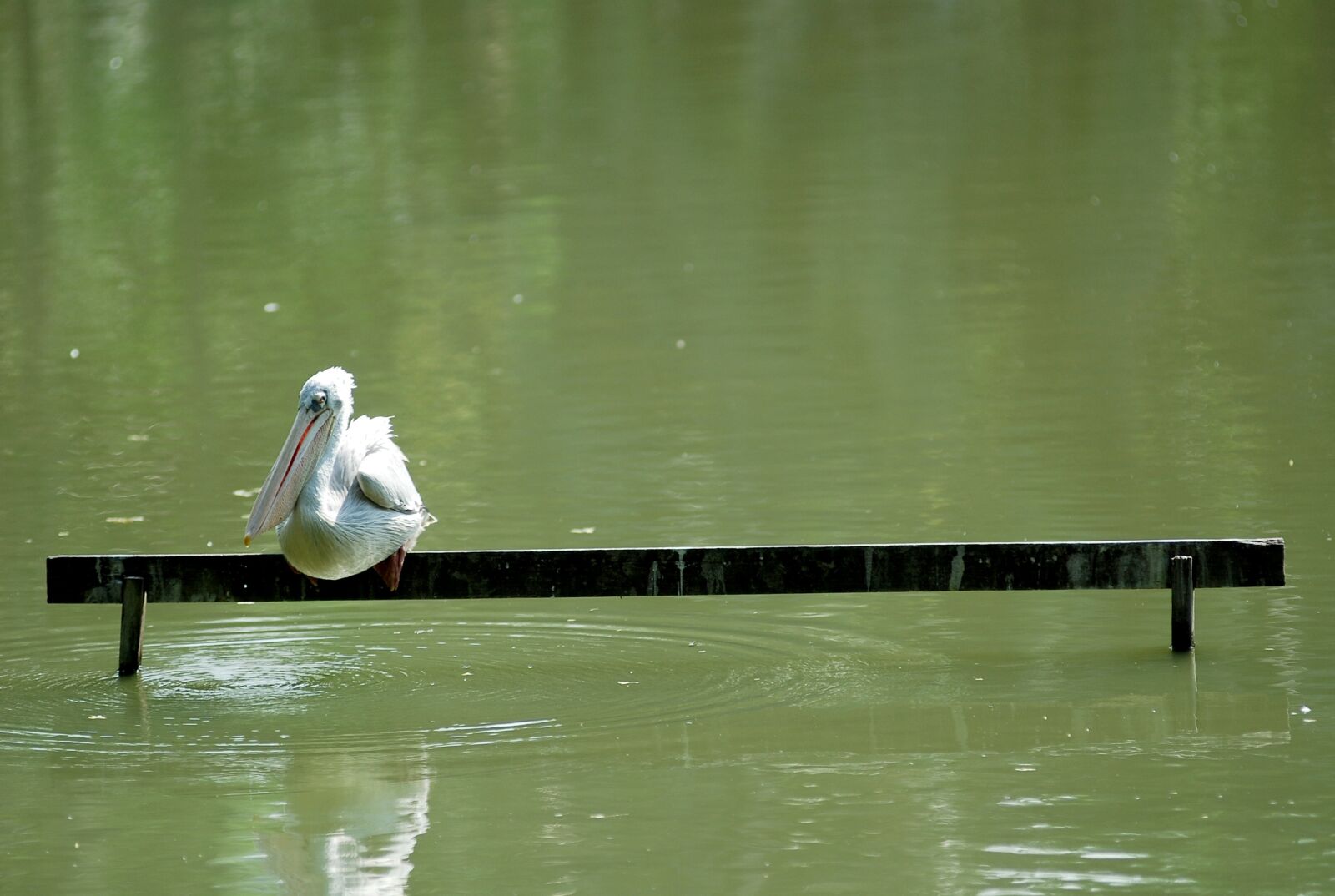 Nikon D80 sample photo. Pelican, bird, lonely photography
