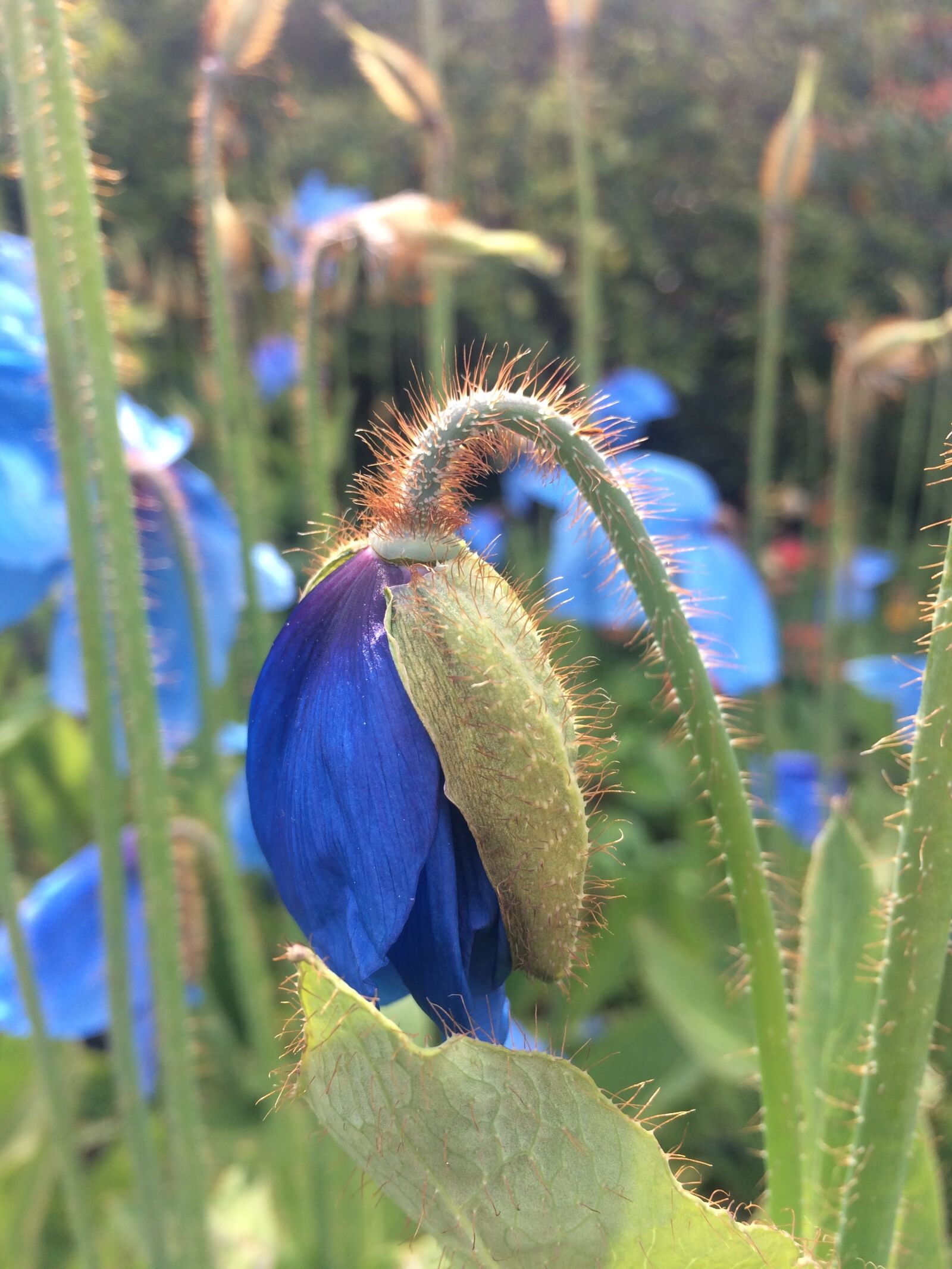 iPhone 5s back camera 4.15mm f/2.2 sample photo. Himalayan blue poppy, poppy photography