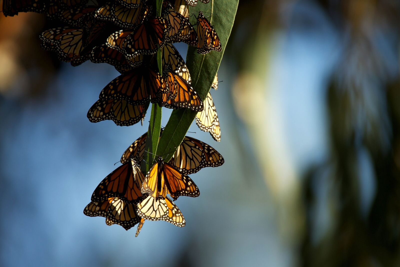 Canon EOS 5D Mark III sample photo. Up-close, monarch, butterflies photography