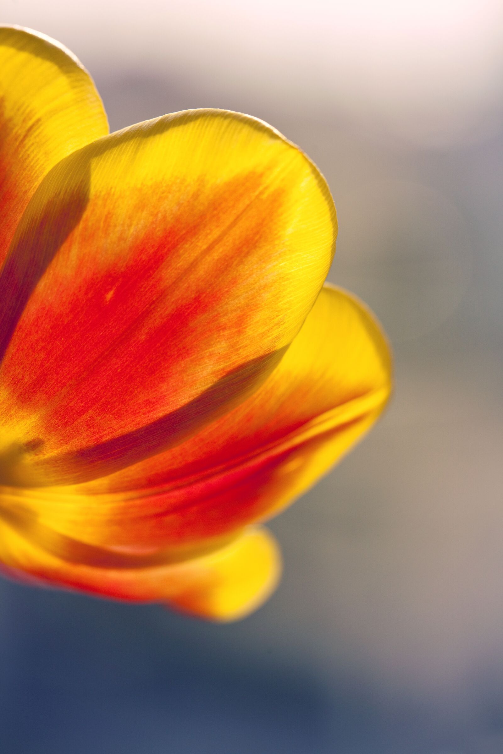 Canon EOS 5D Mark II sample photo. Tulip, macro, flower photography