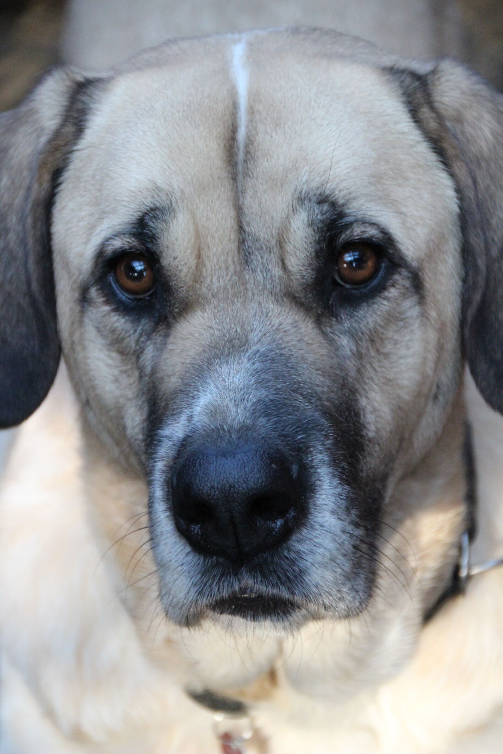 Canon EOS 600D (Rebel EOS T3i / EOS Kiss X5) sample photo. Dog, pet, herding dog photography