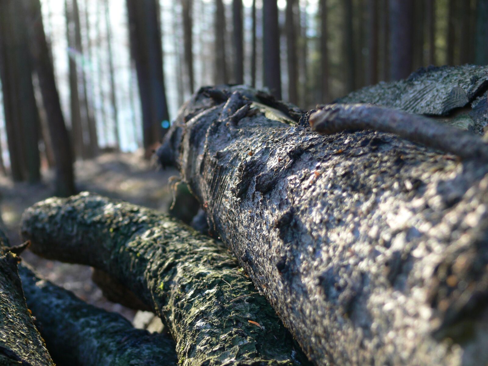 Panasonic DMC-FZ30 sample photo. Log, lying, bark photography