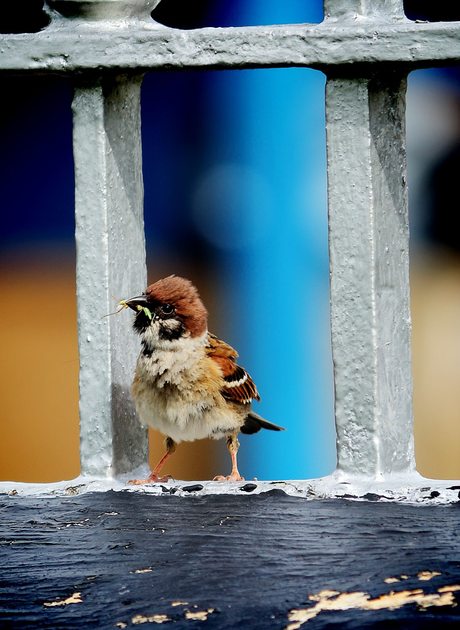 Canon EOS 700D (EOS Rebel T5i / EOS Kiss X7i) sample photo. Sparrow, a living, eat photography