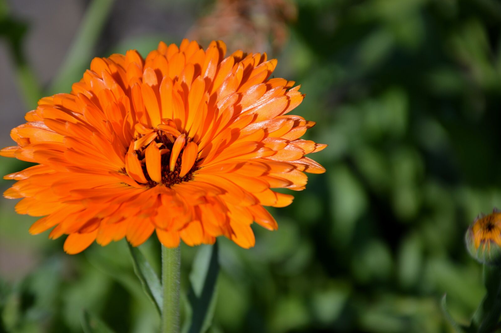 Nikon D3200 sample photo. Blossom, bloom, marigold photography