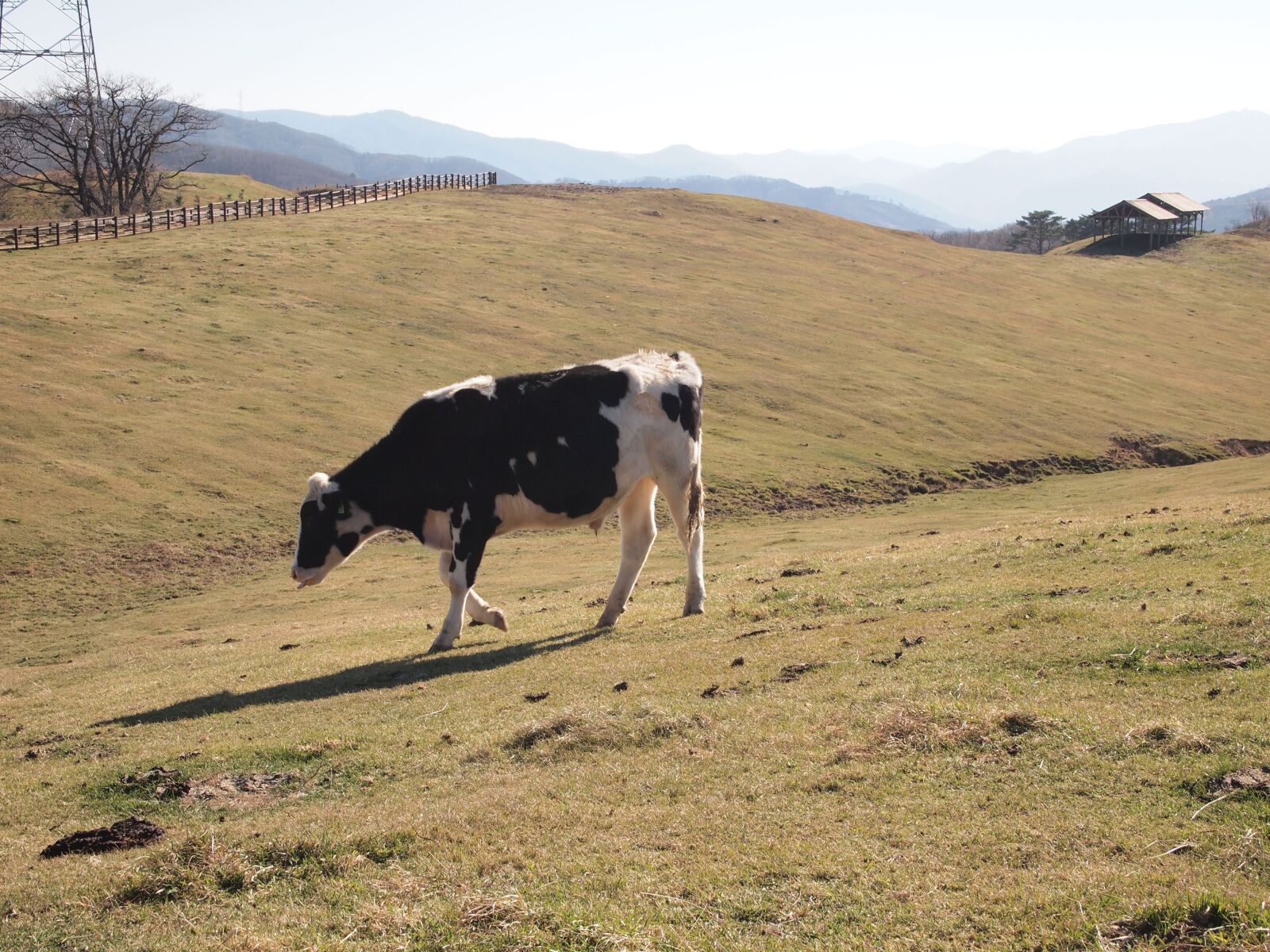 Olympus PEN E-PL1 sample photo. Cow, animal, stain smallness photography
