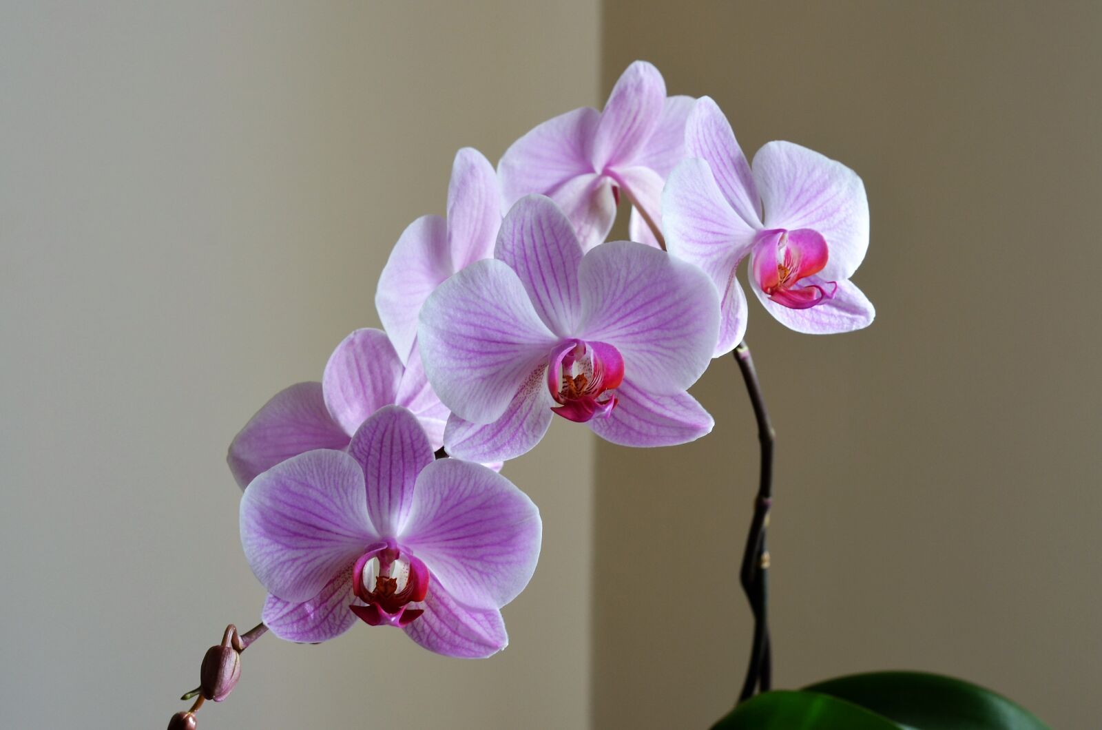 Nikon D5100 sample photo. Orchid, lila, flower photography