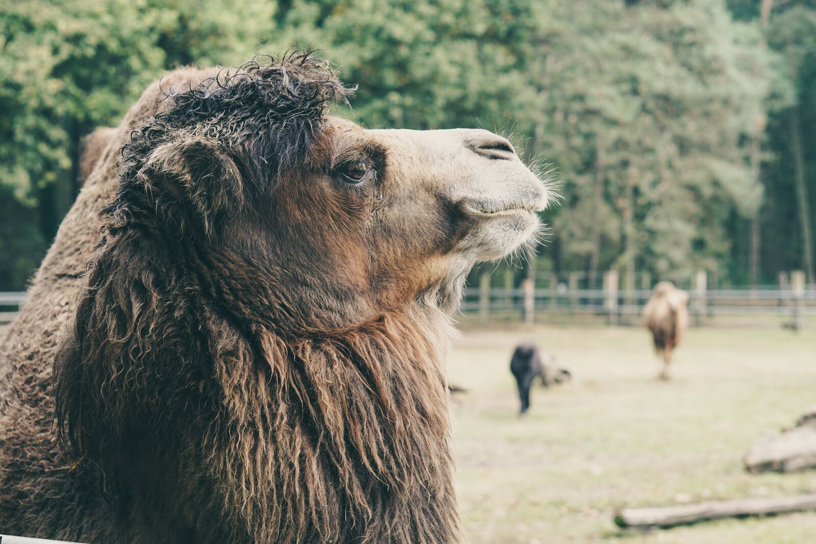 E 50mm F1.8 OSS sample photo. Camel, captivity, wood photography