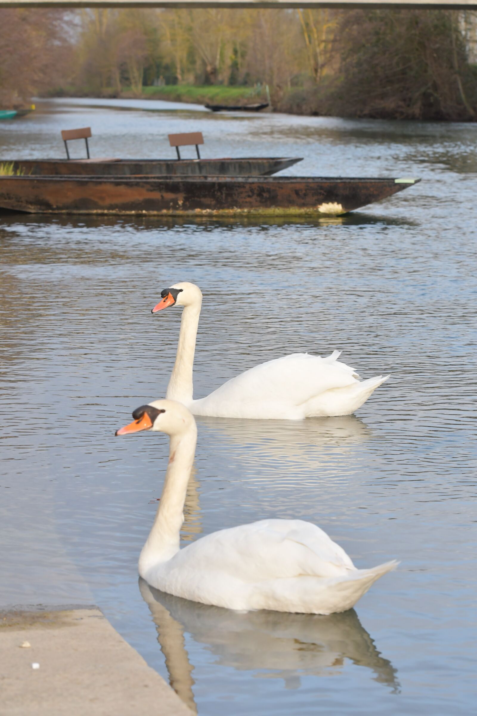 Nikon D500 sample photo. Lake, swan, water photography