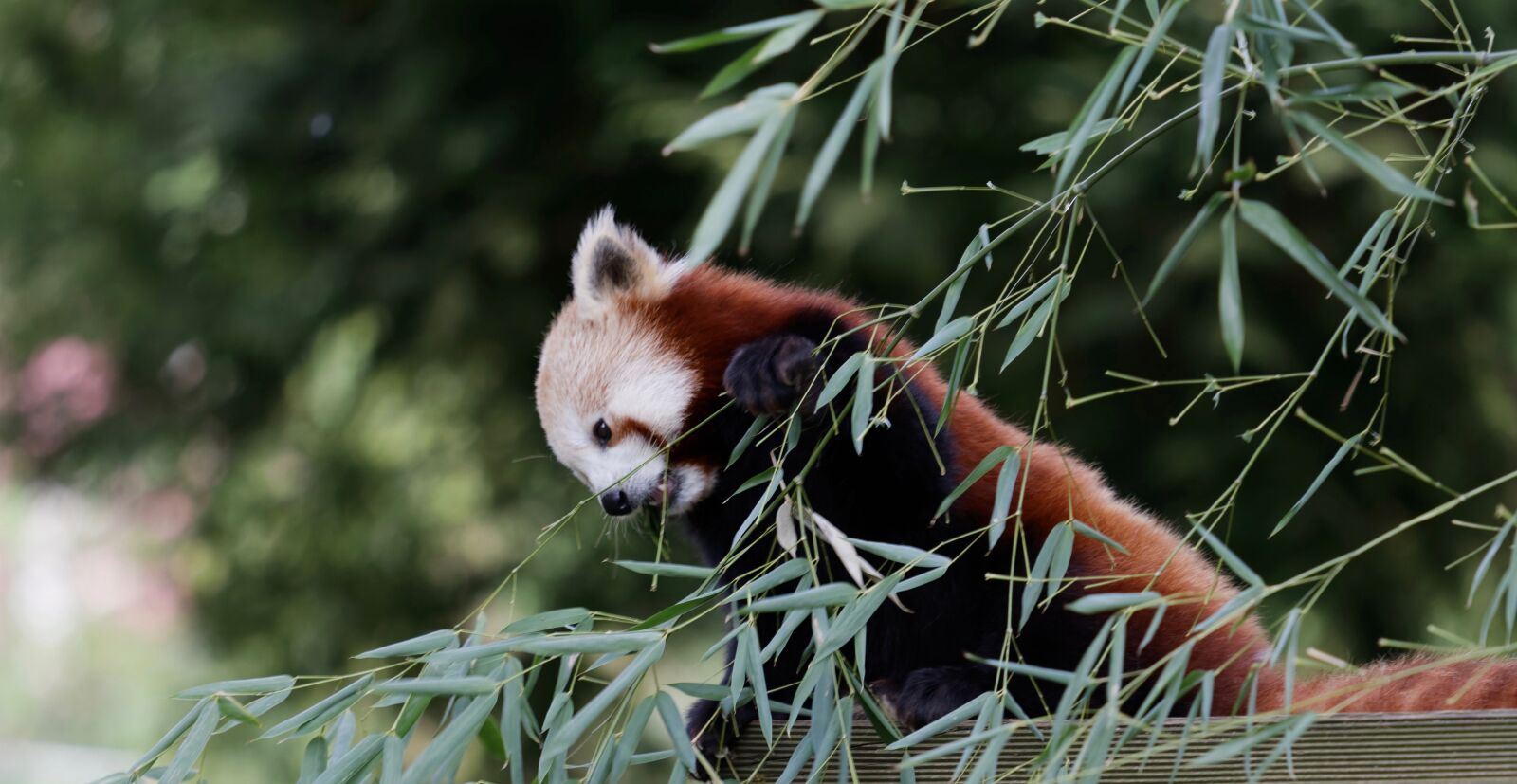 Canon EOS 70D + Canon EF 70-200mm F4L IS USM sample photo. Panda, red panda, cute photography