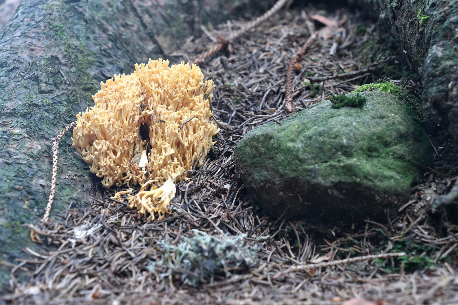 Canon EF-S 18-135mm F3.5-5.6 IS USM sample photo. Mushroom, coral, coral fungus photography