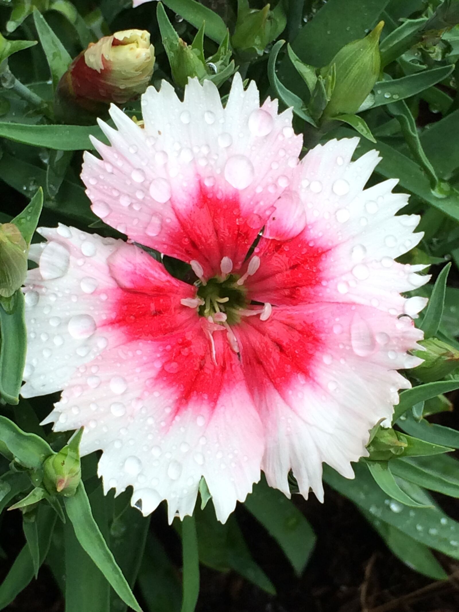 Apple iPhone 5s sample photo. Flower, gardening, bloom photography