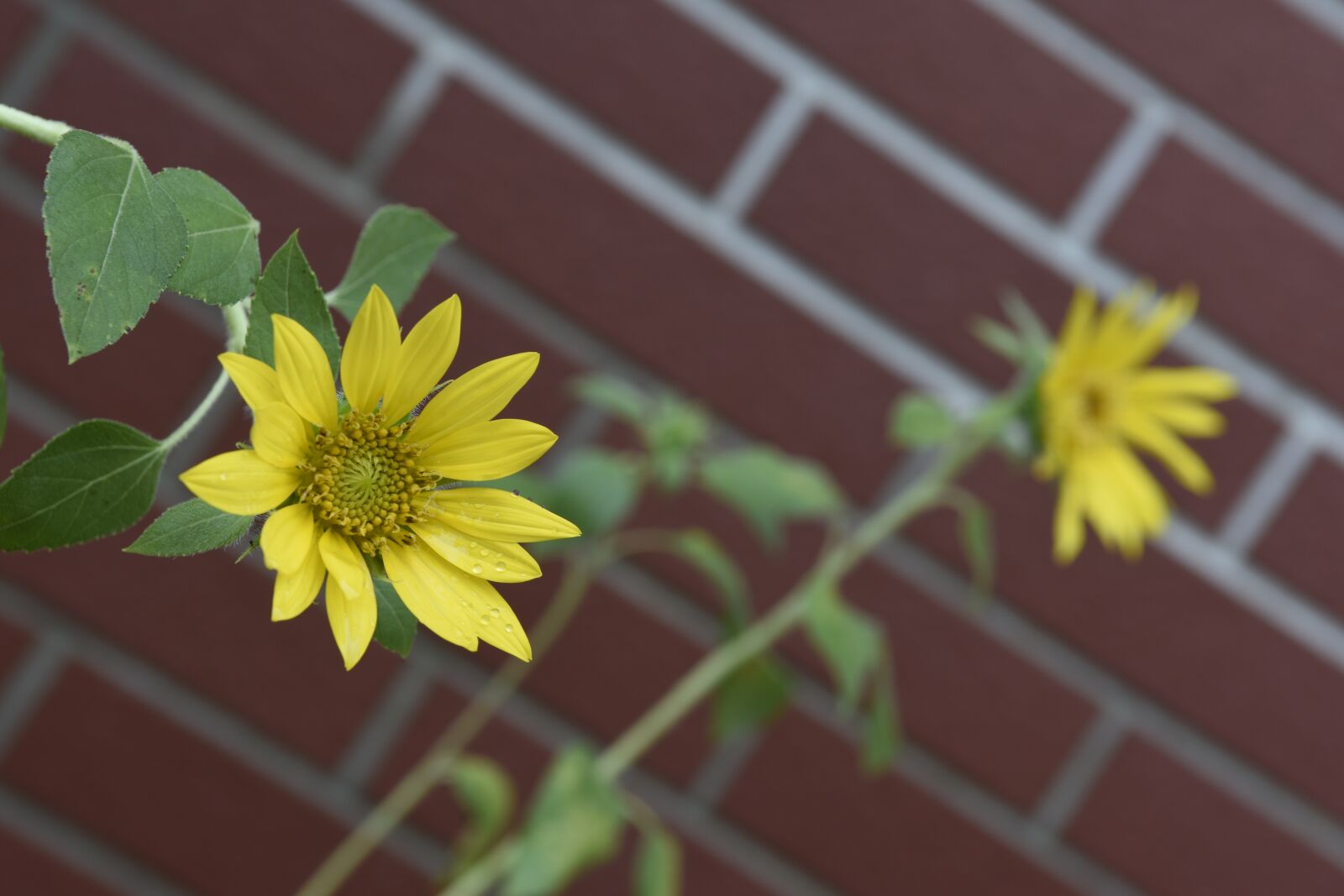 Nikon D7200 sample photo. Flower, yellow flower, sunflower photography