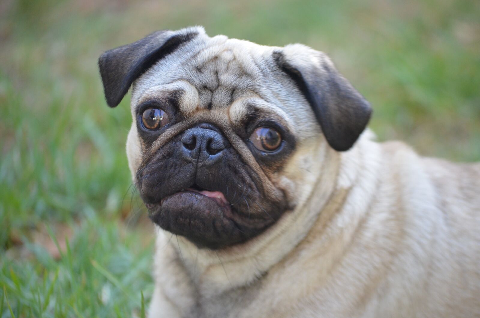 Nikon D5100 sample photo. Animal, dog, mammal photography